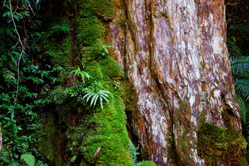close-up, big tree, verdant, fern, green, bryophyte