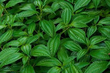 close-up, fresh, emerald green, foliage plants, leaves