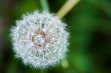 Obraz premium close-up, blooming, dandelion, tidbit, flower