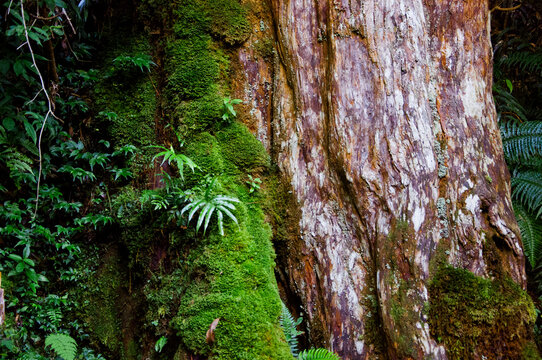 Close-up, Big Tree, Verdant, Fern, Green, Bryophyte