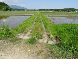 初夏の農道