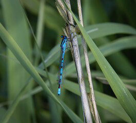 blue dragonfly resting on a leaf
