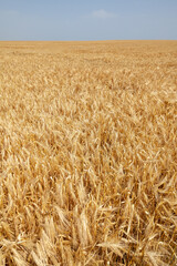 Agriculture et ressources alimentaires - gros plan sur des épis d'orge dans un champ de céréales avant la récolte