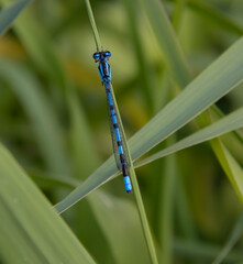 blue dragonfly on the grass