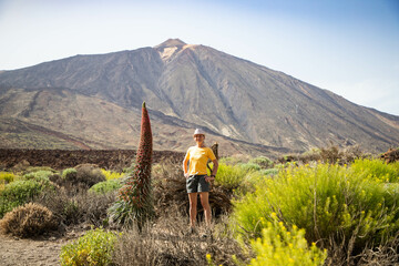 tajinastes, the unique and special flowers in the Teide National Park, Tenerife, Spain