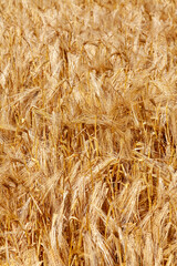 Agriculture et ressources alimentaires - gros plan sur des épis d'orge dans un champ de céréales avant la récolte