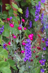 flowers in the garden
