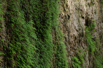 green moss on the stone