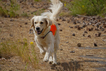 Rescue dog labrador retriever running
