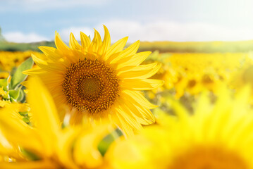 Obraz premium Selective focus and close-up of a nice yellow sunflower in a plantation. Cultivation of sunflower seeds and sunflower oil