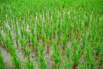 The paddy after planting in the rice field in twilight time. Natural Rice Field Farmer do Farming. Nature copy space texture for backdrop design and artwork ecosystem environment local concept