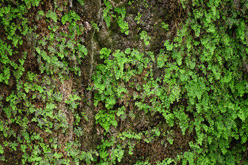 green moss on the wall