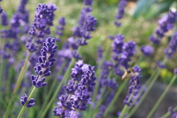 Obraz premium Pflanzen,Blumen Flieder ,Lavendel und Schmetterlinge