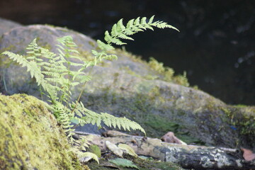 Pflanzen,Blumen Flieder ,Lavendel und Schmetterlinge