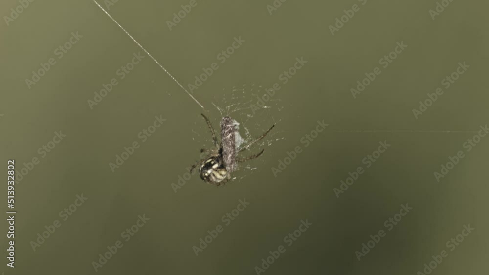 Poster Orb Web Spider With Prey Covered With Web Against Blurred Background. Close Up Shot