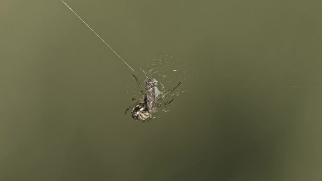 Orb Web Spider With Prey Covered With Web Against Blurred Background. Close Up Shot