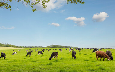 A small herd of cattle in a green field under a blue sunny summer sky