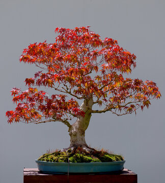 drzewko bonsai, klon palmowy na tle szarej ściany