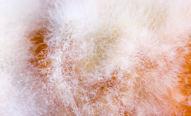Mold close-up macro. Moldy fungus on food. Fluffy spores mold as a background or texture. Mold...