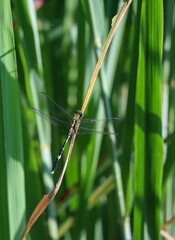 dragonfly on grass