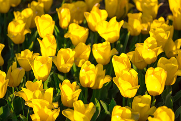 Obraz premium Blooming Tulips. Spring floral background. Field of bright beautiful tulips close-up. Yellow tulips at a flower festival in Holland. long banner