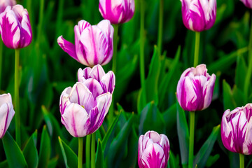 Blooming Tulips. Spring floral background. Field of bright beautiful tulips close-up. Pink and purple tulips at a flower festival in Holland. long banner