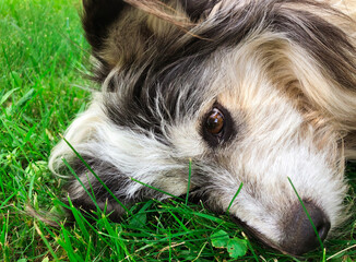 Fototapeta premium Sad dog lies on the green grass