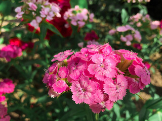 Pink small flowers in the garden close-up