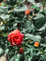 orange rose close up top view
