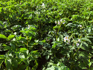 potato blossom in the field