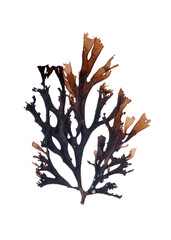 This is beautiful brown seaweed.