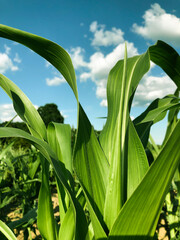 corn leaves in a field against the sky