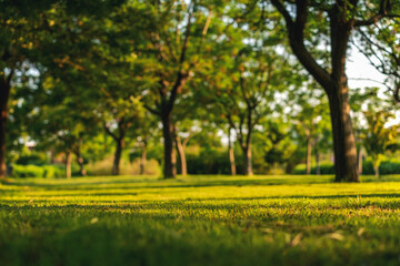 Bright green summer background. Beautiful park, with shadows from the trees, focus on the grassy lawn
