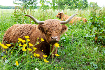 Selective focus portrait of Highland cow lying down in field, Saint-Édouard-de-Lotbinière,...