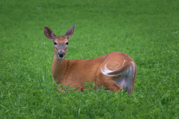 A female deer is in the field this Summer day.  Doe eating plants along the side of the field in Windsor in Upstate NY.  