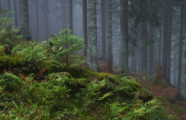 Charming pine forest in the Carpathians ..