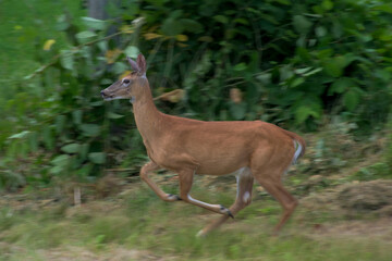A female deer is in the field this Summer day.  Doe eating plants along the side of the field in...