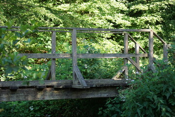 Plant fruits and flowers and their colors