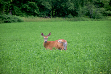 A female deer is in the field this Summer day.  Doe eating plants along the side of the field in Windsor in Upstate NY.  