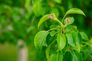 Small fruits green pear grow in garden in summer in village.