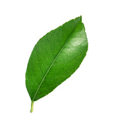 One lemon leaf isolated on a white background.