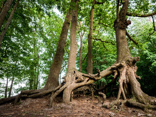 Brandenburg, Wandlitz, Stolzenhagen: Wurzeln