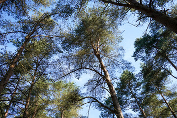 Looking up in to tall pine trees with blue sky background