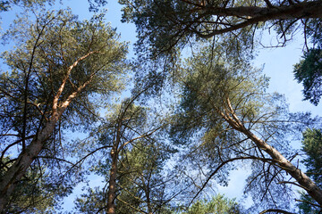 Looking up in to tall pine trees with blue sky background