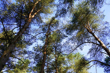 Looking up in to tall pine trees with blue sky background