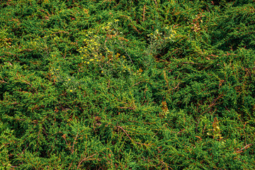 Background with bright, saturated green leaves