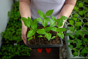 Elderly woman holds a box of seedlings at home or in a greenhouse. Growing vegetables bell pepper sprouts from seeds at home.
