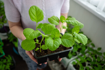 Elderly woman holds a box of seedlings at home or in a greenhouse. Growing vegetables eggplant sprouts from seeds at home.