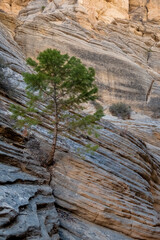 Lick Wash, a Canyon in the White Cliffs of  the Grand Staircase, Utah