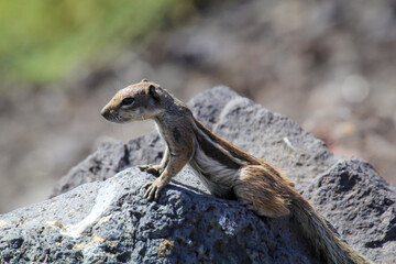 Ein Atlashörnchen oder auch afrikanisches Erdhörnchen in seinem Habitat.